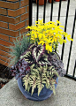 Terra Nova Nurseries - Home Gardeners - Combinations