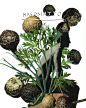 Photo by NASOMATTO on August 30, 2024. May be an image of vegetable, herb and text.