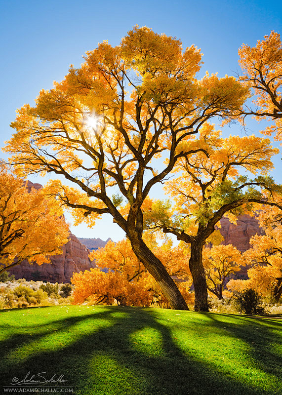 秋天的颜​​色，卡顿，摩押附近，犹他州，...