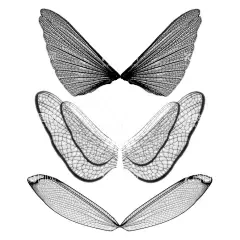 翅膀  - 源文件下载【酷图网】翅膀,白色翅膀,黑色翅膀,羽毛翅膀,金色翅膀,天使翅膀,恶魔翅膀,精灵翅膀,素材,装饰,元素,手绘,插画,参考,