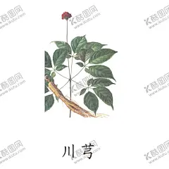 草本植物药材 【酷图网】草本植物药材,草本,药草,中药,花草,田七,草珊瑚,冬虫夏草,草药插画,灵芝,人参,独特,药材插画,槲寄生草药,中草药手绘,车叶草手绘,车叶草,中草药,药材,手绘植物,中成药,PNG元素素材