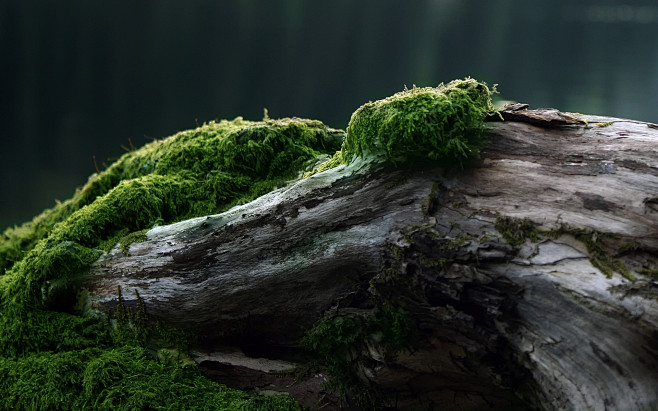 moss nature trees wa...