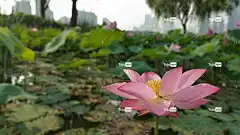 花 自然 花卉背景 美丽的花朵 花壁纸 莲花 莲 圣莲