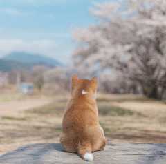 煮茶浣花人采集到萌宠地带