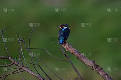 蓝耳翠鸟