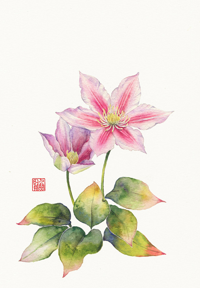 水彩铁线莲-鱼贤