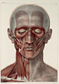 【头部肌肉、骨骼结构图】 来自CG插画控 - 微博
