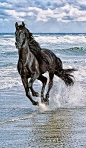 I love this picture. Of course I love pretty much every picture of Black Stallions. Might have something to do with the fact that that's pretty much my favorite fiction series.