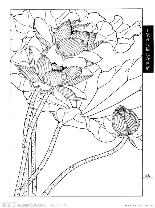 荷花
