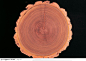 木纹板材机理效果-漂亮的树年轮图片素材下载，现在加入素材公社即可参与传素材送现金活动