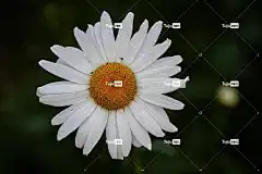 花 酷背景 美丽的壁纸 笔记本电脑壁纸 雏菊 桌面背景 自由背景