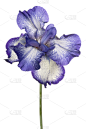 鸢尾,垂直画幅,绿色,无人,蓝色,白色背景,背景分离,特写,仅一朵花,bearded iris