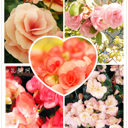 点小点的花瓣个人主页-花瓣网