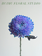 HUIMU花材分享｜国产蓝紫色牡丹菊