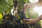 Close up female worker harvesting red grapes from vines in vineyard