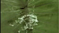 水滴滴在树叶上特写镜头高清实拍视频素材