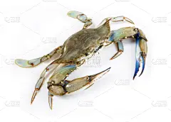 蓝蟹,水平画幅,海产,标签,动物身体部位,夏天,想法,螃蟹,白色,甲壳动物