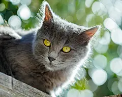 高清小萌猫桌面壁纸  #优质# #动物# #高清#