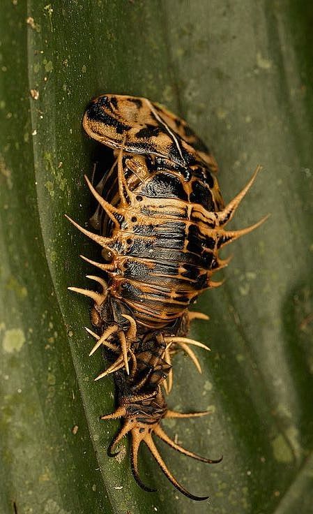 beetle pupa by mandokid1蠃鳞毛羽昆似四叶草的蘑菇同采自pinterest