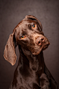 Photograph Curious Puppy by Julie Clegg on 500px