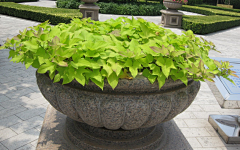 小猫eat黄瓜采集到植物组团