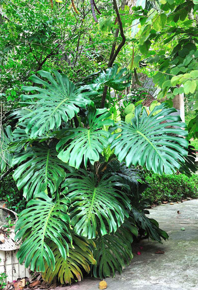 29龟背竹1天南星科龟背竹属常绿木质藤本花卉半荫适温2025