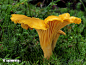 鸡油菌 (Cantharellus cibarius) / 菌类