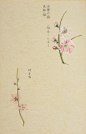 花开同赏… ​​​​