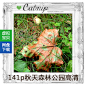 JPG 141p森林公园秋天树叶湖畔 网站设计师PS制作 高清摄影图片