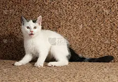 有灰色斑点的白色小猫坐在沙发上喵喵叫