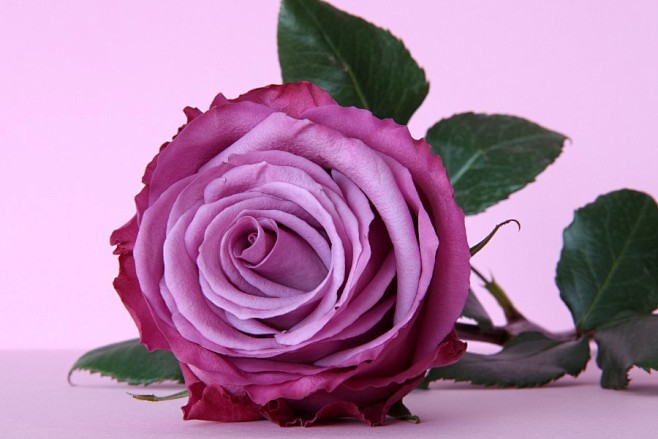 守护爱情紫色玫瑰花高清图片
