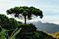 Odditrees - 20 Interesting Trees - Album on Imgur