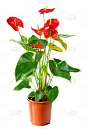 花烛属,植物,花盆,花朵,垂直画幅,无人,特写,白色,彩色图片,植物学