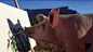 巴西Pigcasso（猪卡索）
会画画的猪