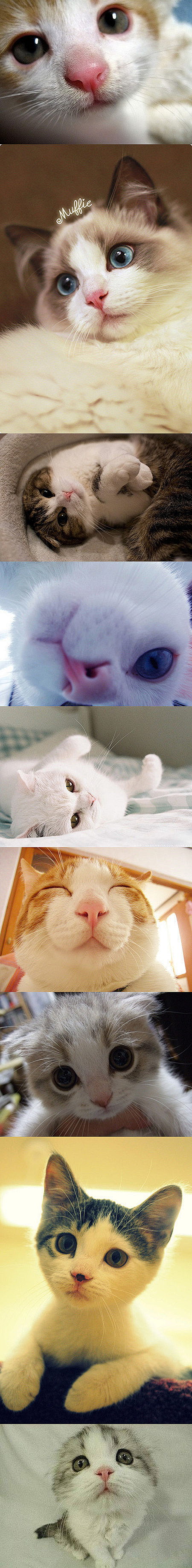  猫 宠物动物 狗很傻，一根骨头他就认定...