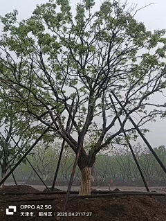 玲6666采集到03-华北植物
