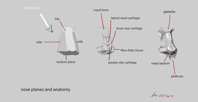 nose anatomy and pla...