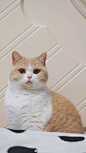 猫咪