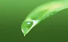 绿叶嫩芽上的水珠高清壁纸桌面壁纸3