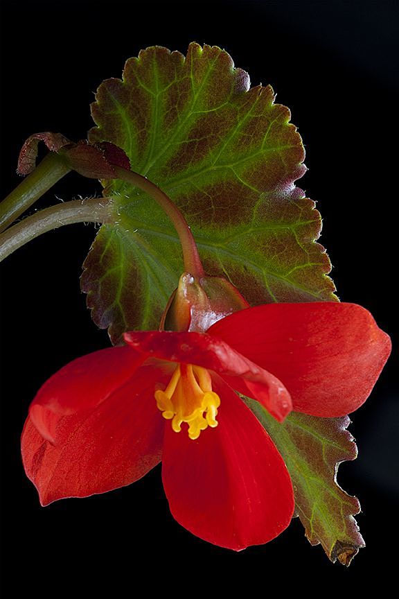 begonia