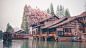 旅游区 粉 樱花
