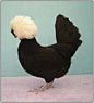 This White Crested Black exhibition bird won many shows