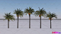 5棵超写实C4D棕榈树热带植物模型下载