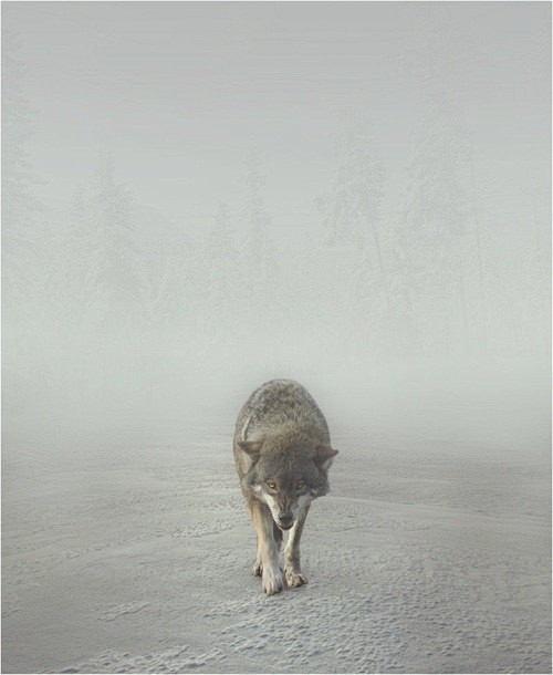 iamboundtowin:

Lone...