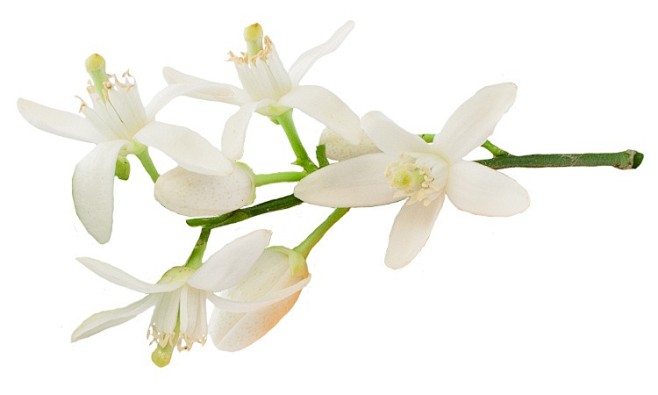 橙花1