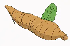 天麻保健中草药插画