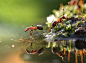 reflection