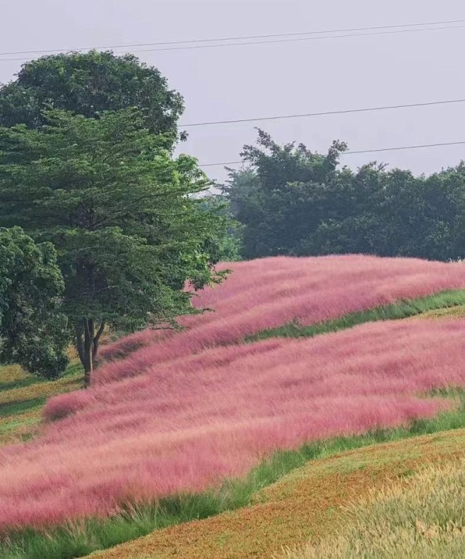 粉黛乱子草2