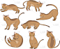 阿比西尼亚猫,宠物,可爱的,无人,图像,猫,水平画幅,绘画插图,日本,设计