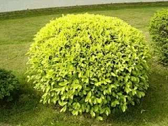 苏黎世-123采集到植物